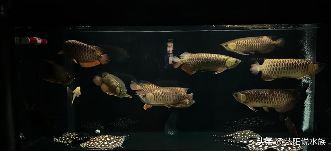 龙鱼和什么鱼混养最佳搭配,龙鱼混养该配什么鱼好看