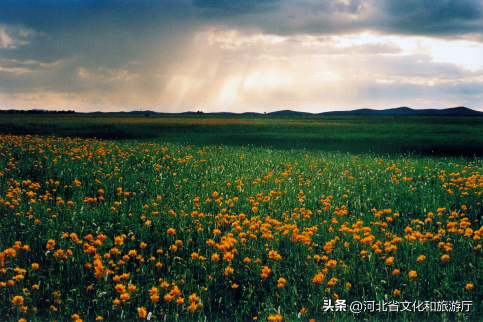 *情纵**草原畅玩河北|风车,草甸,银河……在河北的草原上拥抱无尽诗意与浪漫