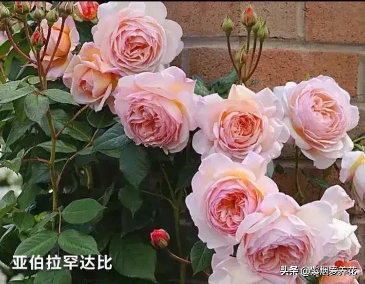 很仙的粉白色的月季品种,天狼月季涵仙