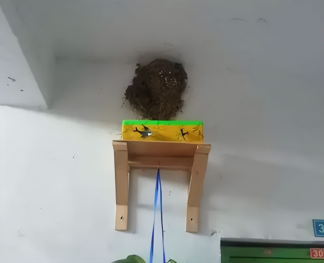 燕子窝底下怎么处理会干净,现在燕子窝怎么那么脏