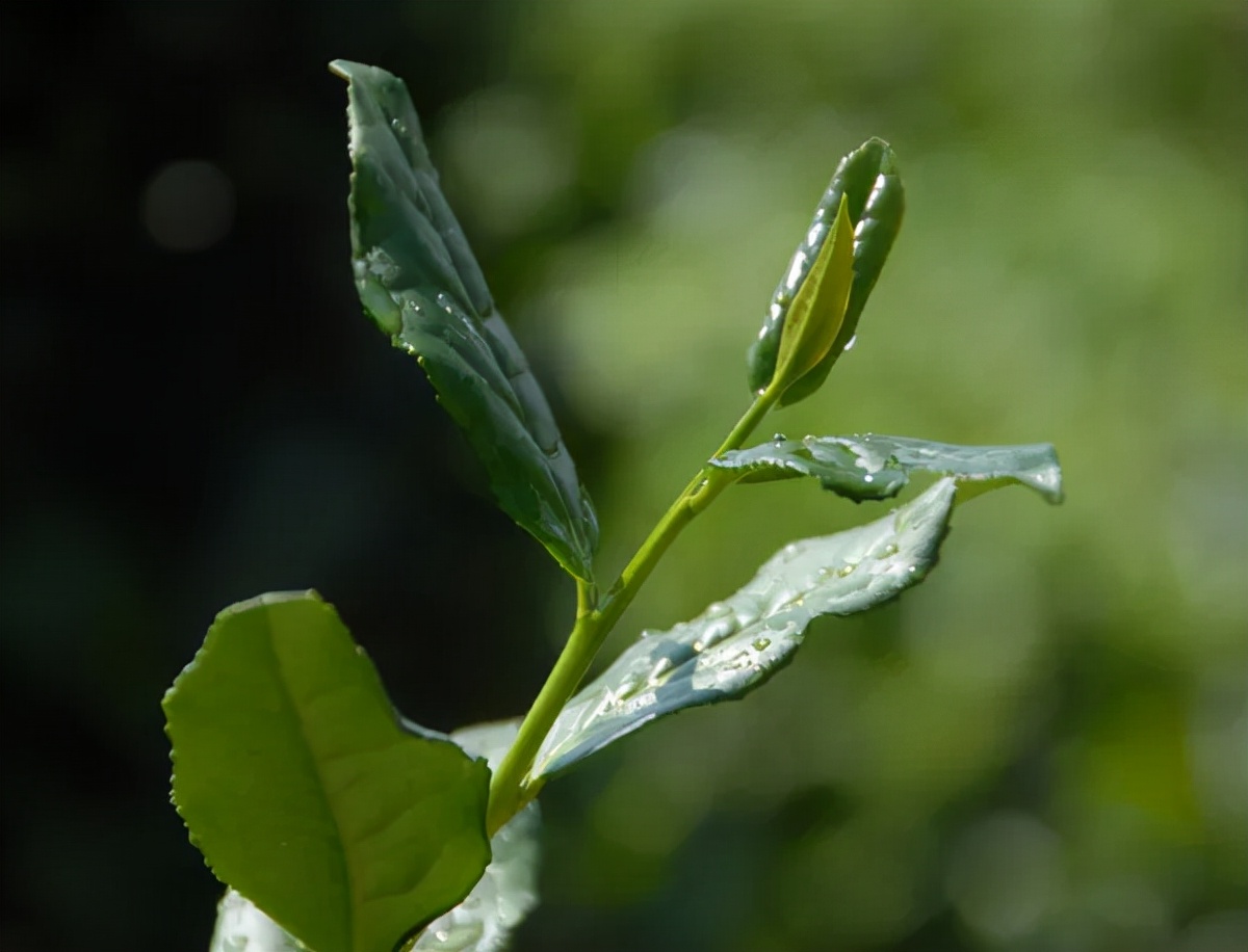 如何销售安溪铁观音产品,安溪铁观音市场营销方案
