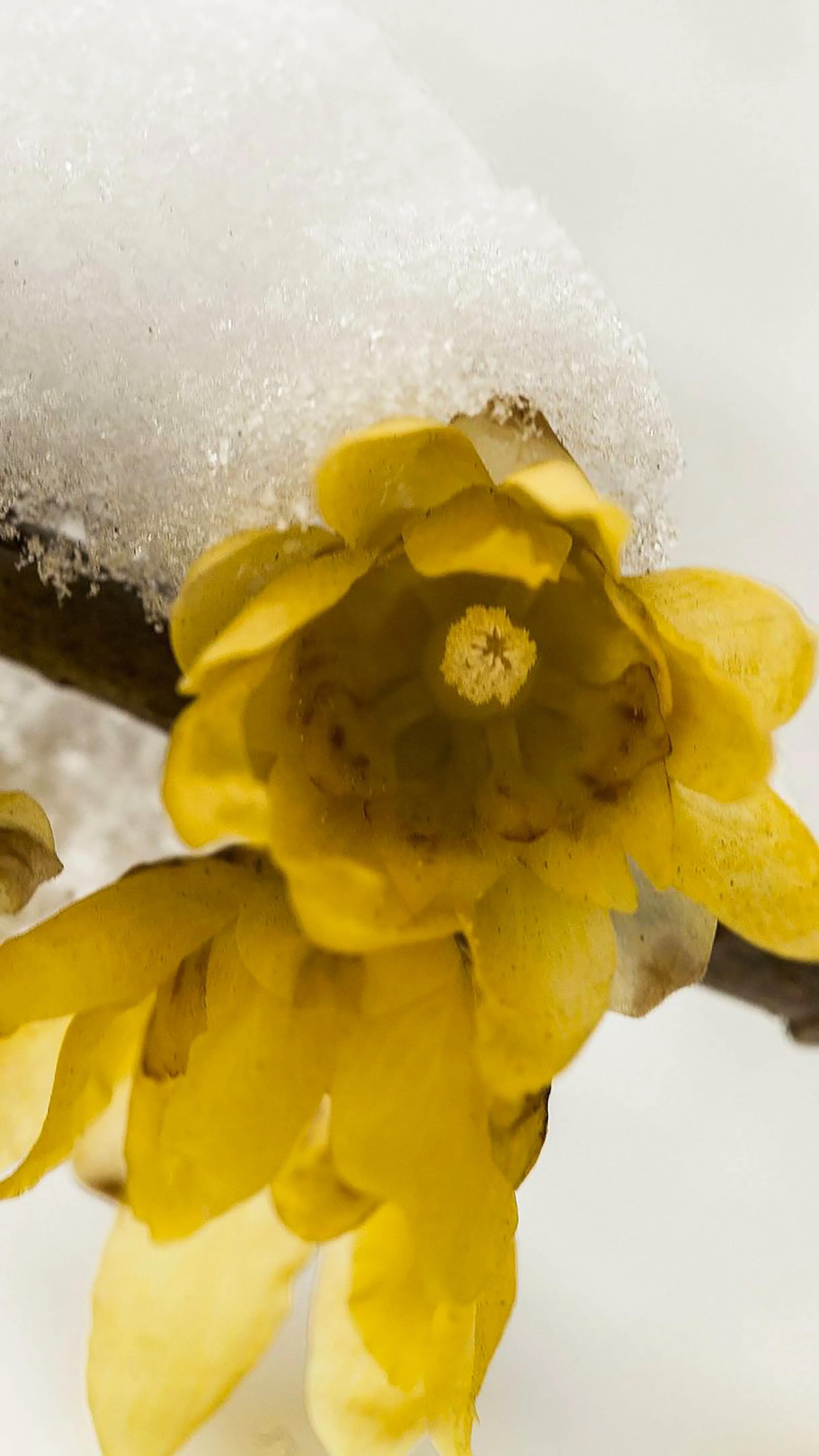 蜡梅花是梅花吗,蜡梅花是秋天开的吗