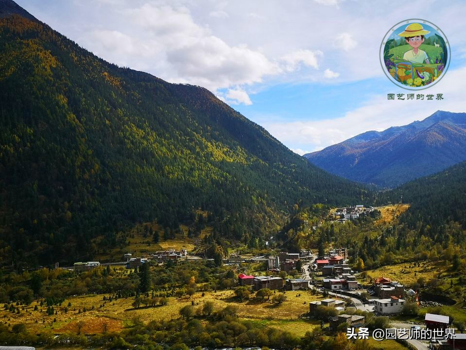 疏林草地的作用,疏林草地效果图