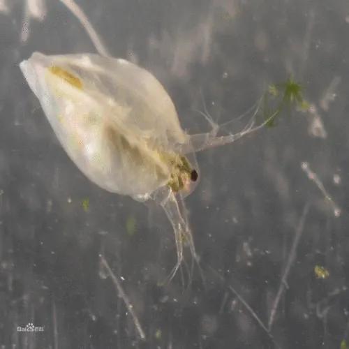 水蚤喂金鱼的优缺点,水蚤怎么跟金鱼一起养