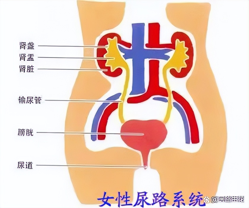 尿路感染吃什么药最见效,关于尿路感染你了解多少