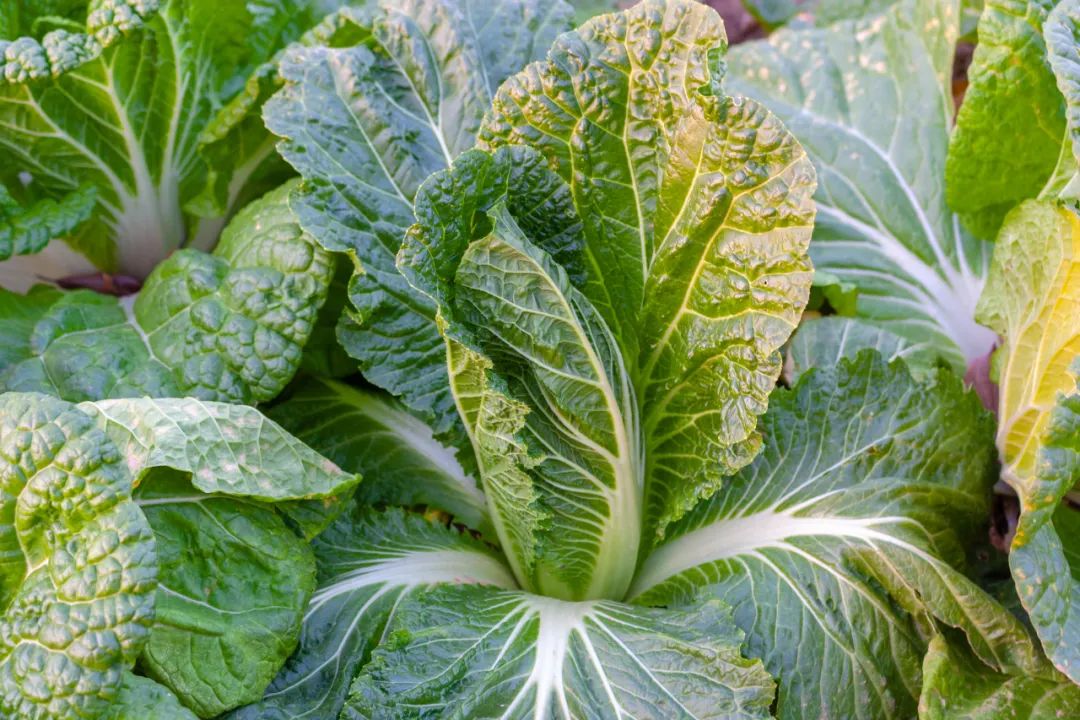 被封控的第30天说说,被封31天