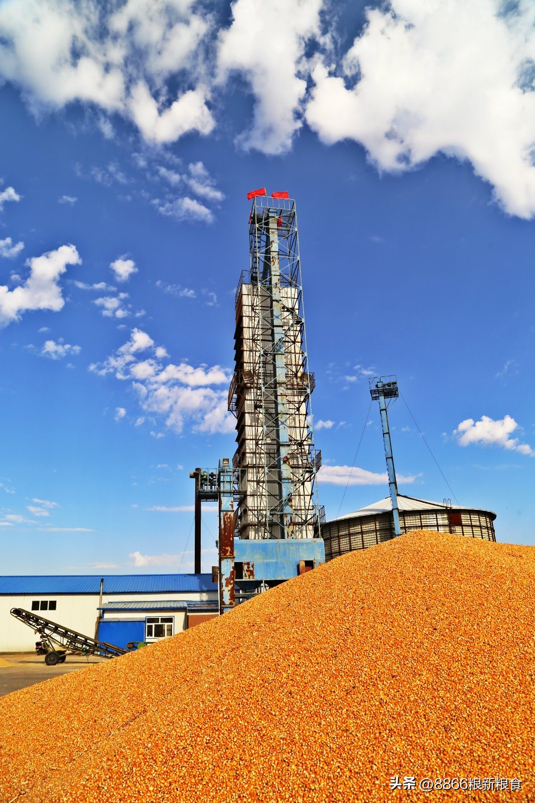 为什么玉米上涨淀粉下跌,玉米期货淀粉价格最新行情