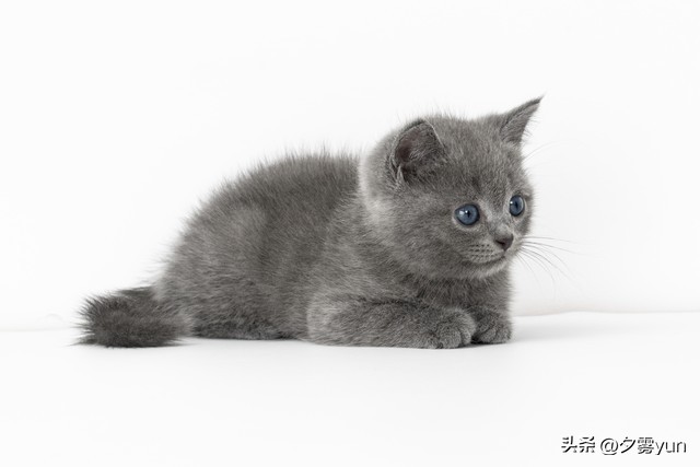 猫咪尿闭的几个原因,猫咪吃了化毛膏拉稀是什么原因