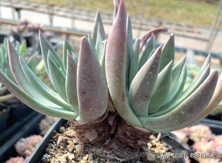 最好养的仙女杯多肉,多肉仙女杯最佳状态