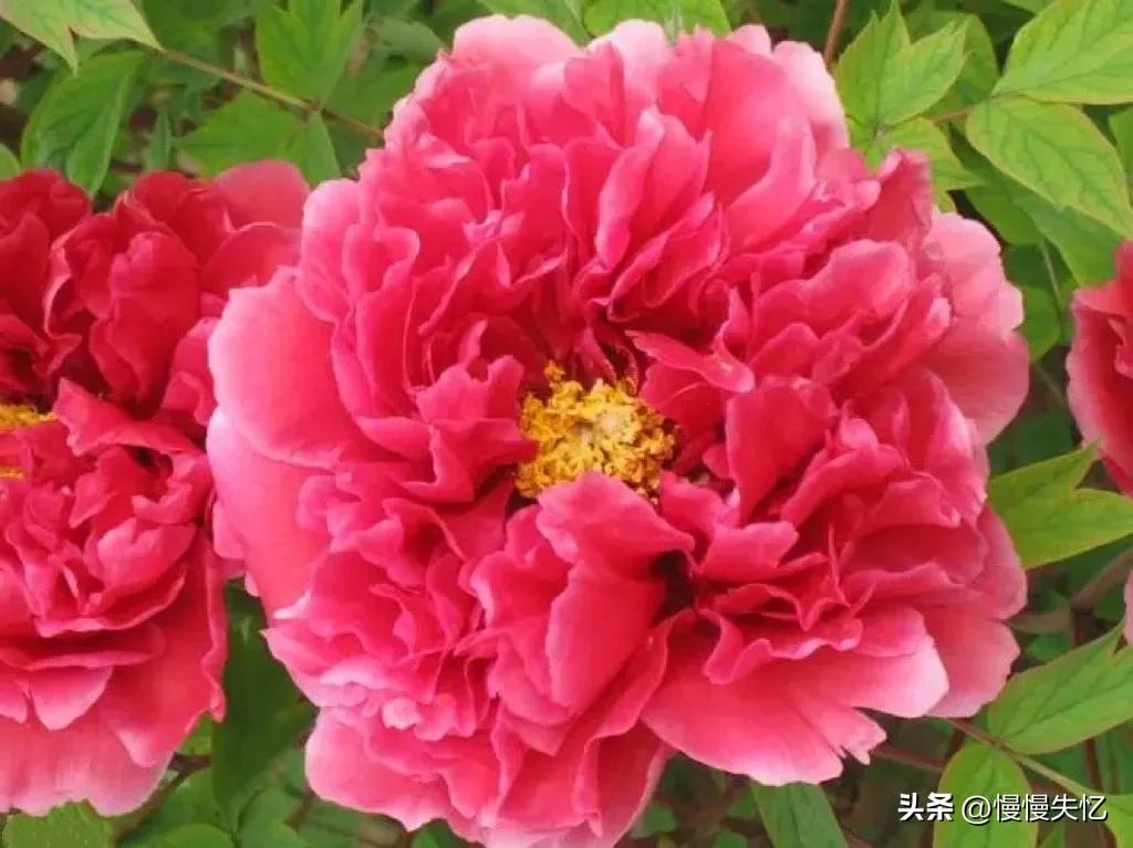 历代咏牡丹花诗词大全,关于牡丹花的古诗刘禹锡