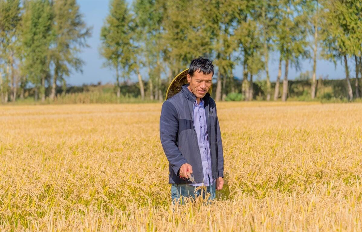 泰国香米一亩地产多少,泰国水稻有多少亩