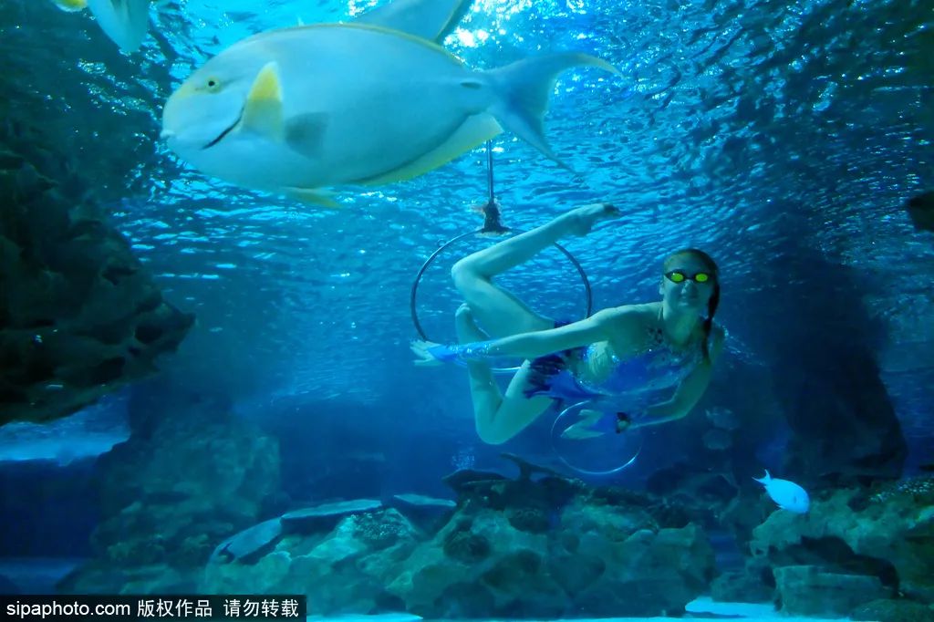 畅游海底世界活动,北京半日游海底世界
