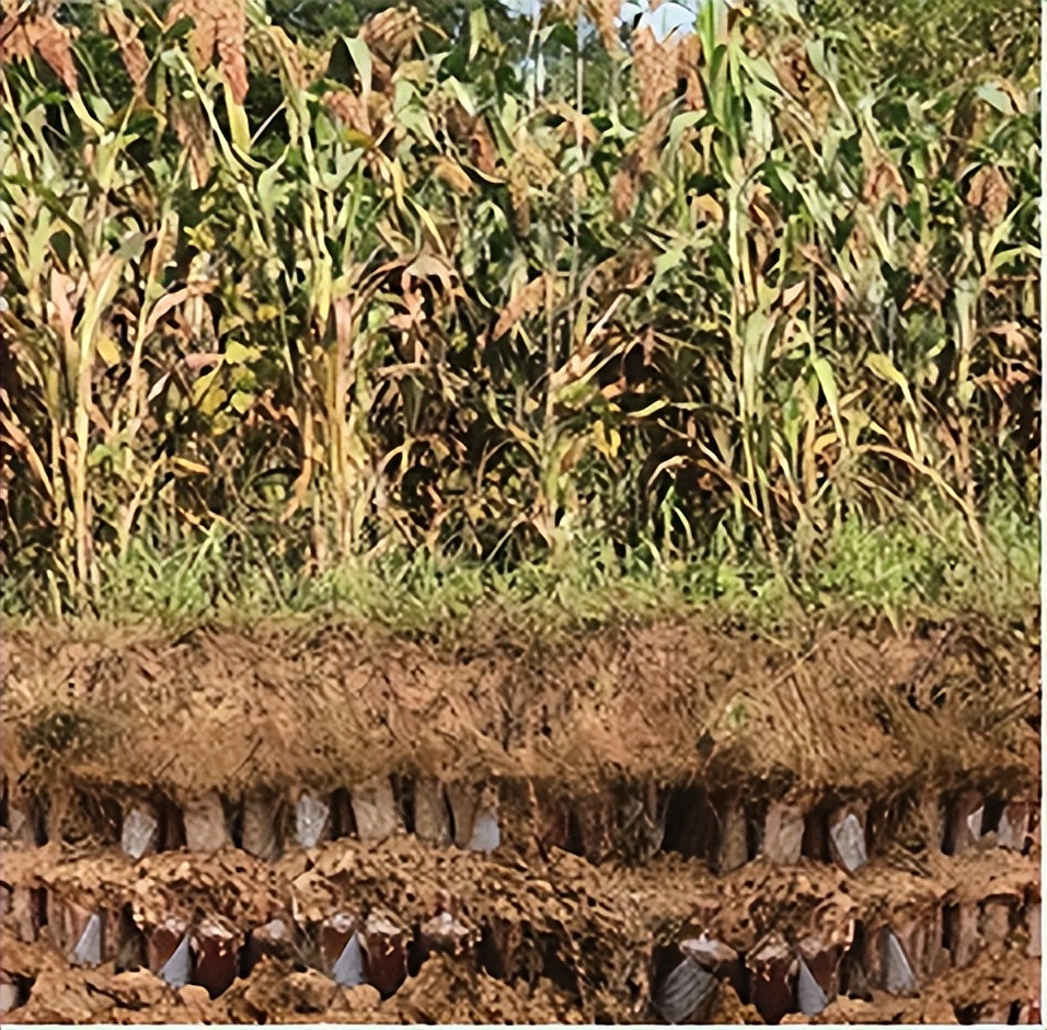 97赖茅香港回归纪念酒是否为假酒,1997回归的赖茅酒是不是真的