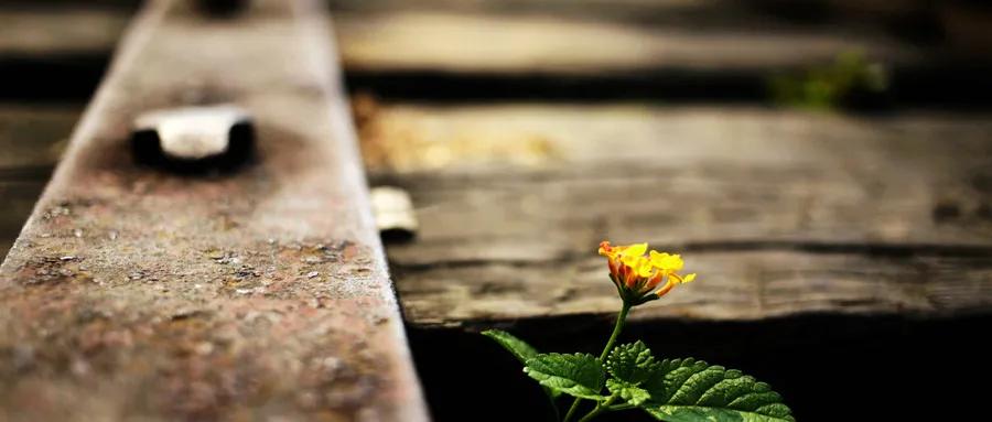 那些又熬过一年的旅行社从业者们