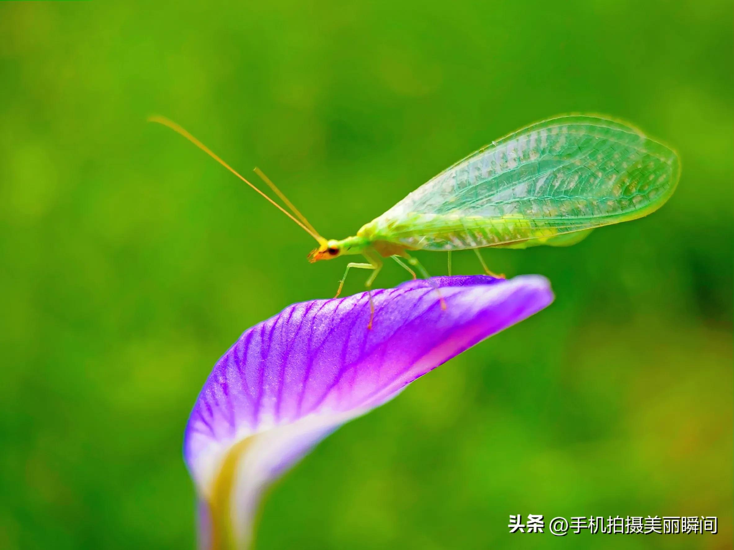手机拍摄视频的参数设置,什么手机拍摄视频效果好