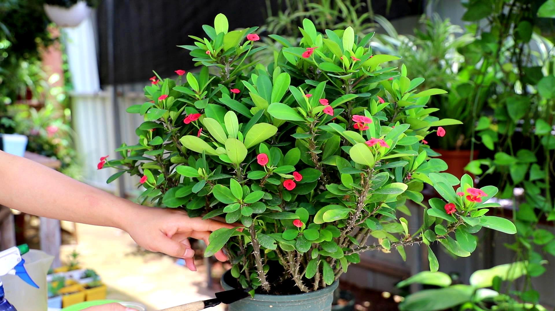 促花用花多多好还是磷酸二氢钾好,磷酸二氢钾正确的促花方法