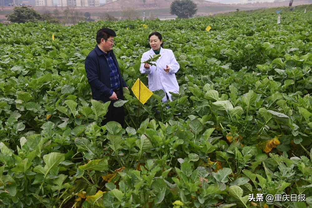 油菜能摘菜薹吃、萝卜口感像甜梨、鱼菜共生AI工厂……重庆农业科技咋样？看看这些宝贝就知道