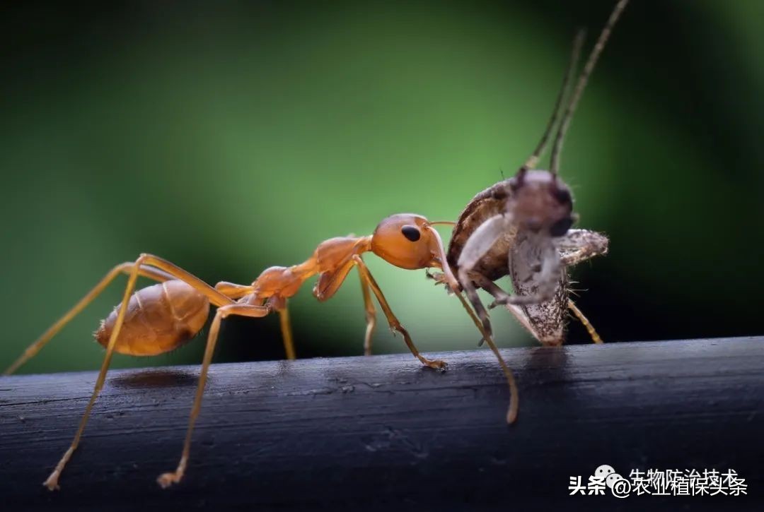 螨类害虫的农业防治措施,农业昆虫与害虫防治
