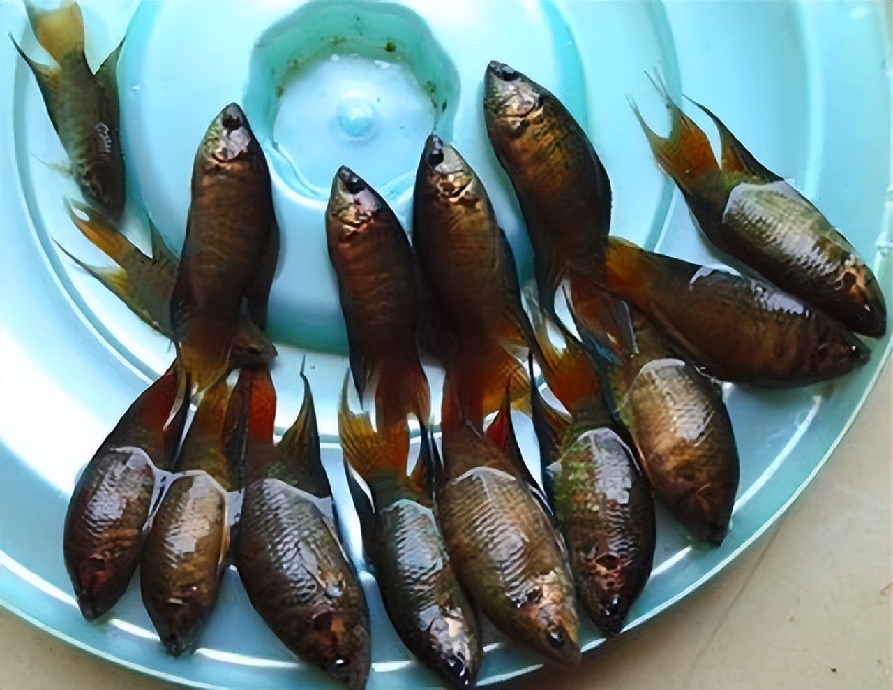 菩萨鱼曾经在农村经常见到，被当*鸡做**鸭零食，为啥现在很少见到？