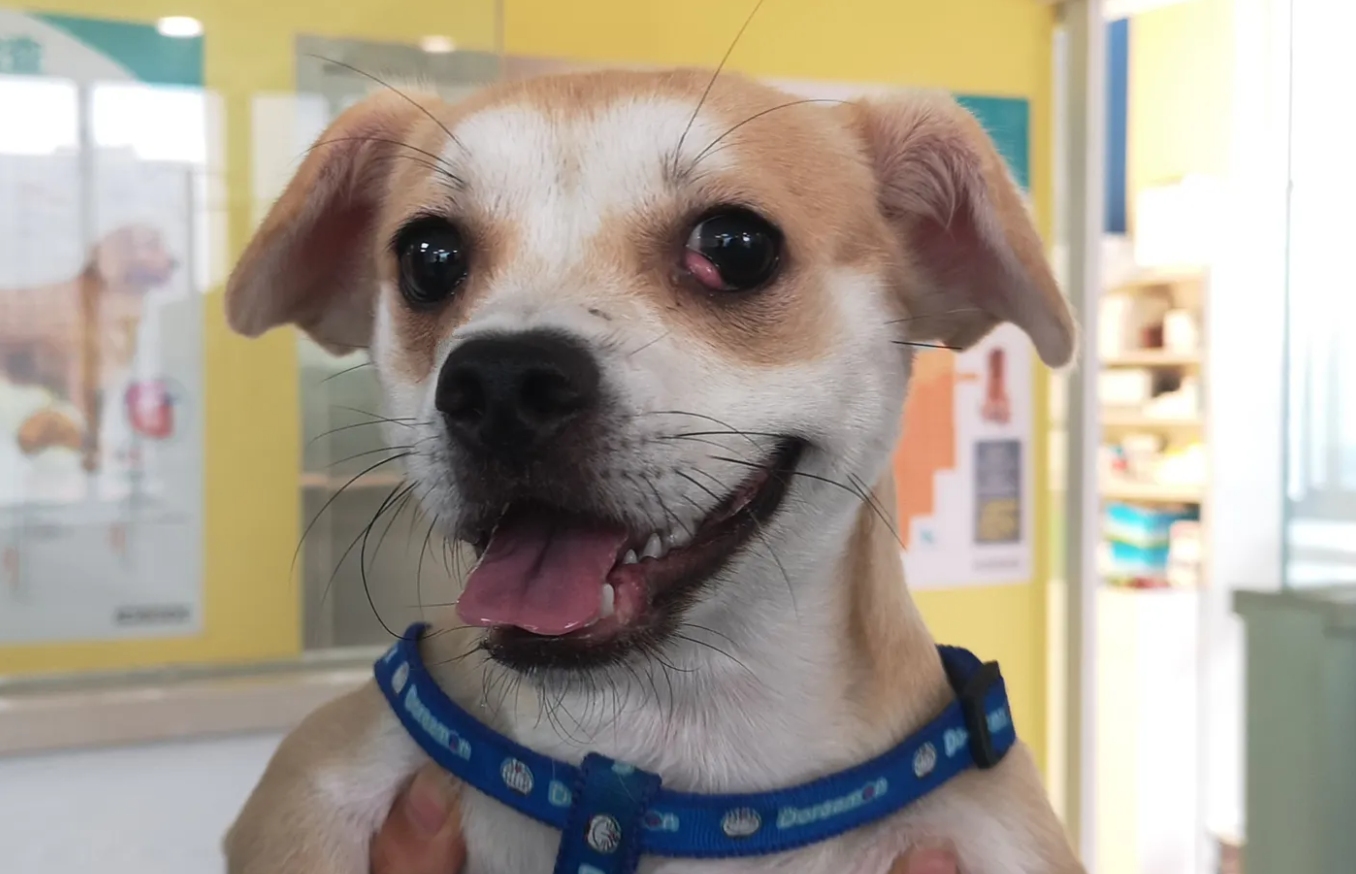 人类禁止*亲近**繁殖，为何要让狗“回交”？甚至品种越纯越好？