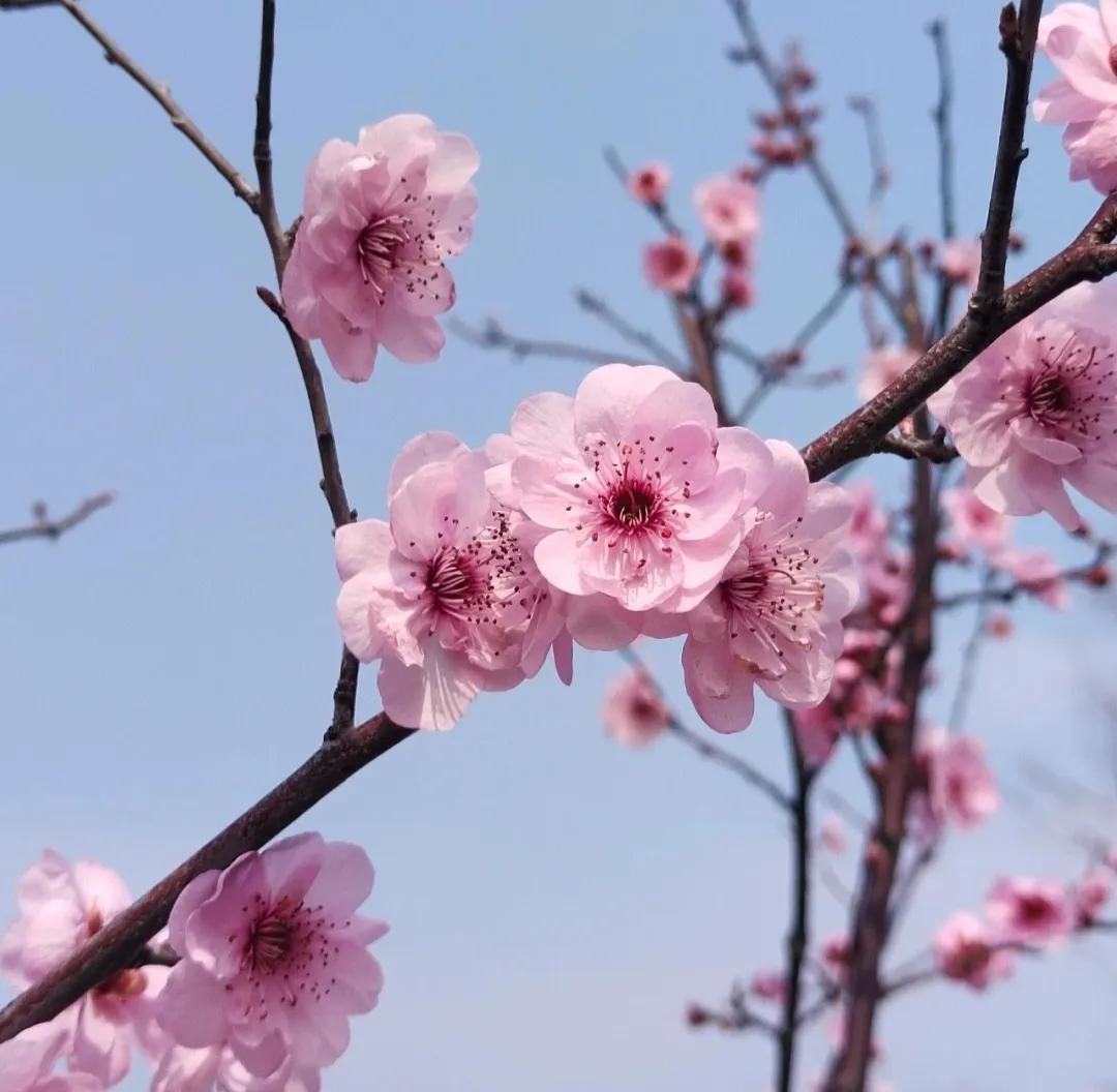 被评为中国传统十大名花,中国十大传统名花ppt