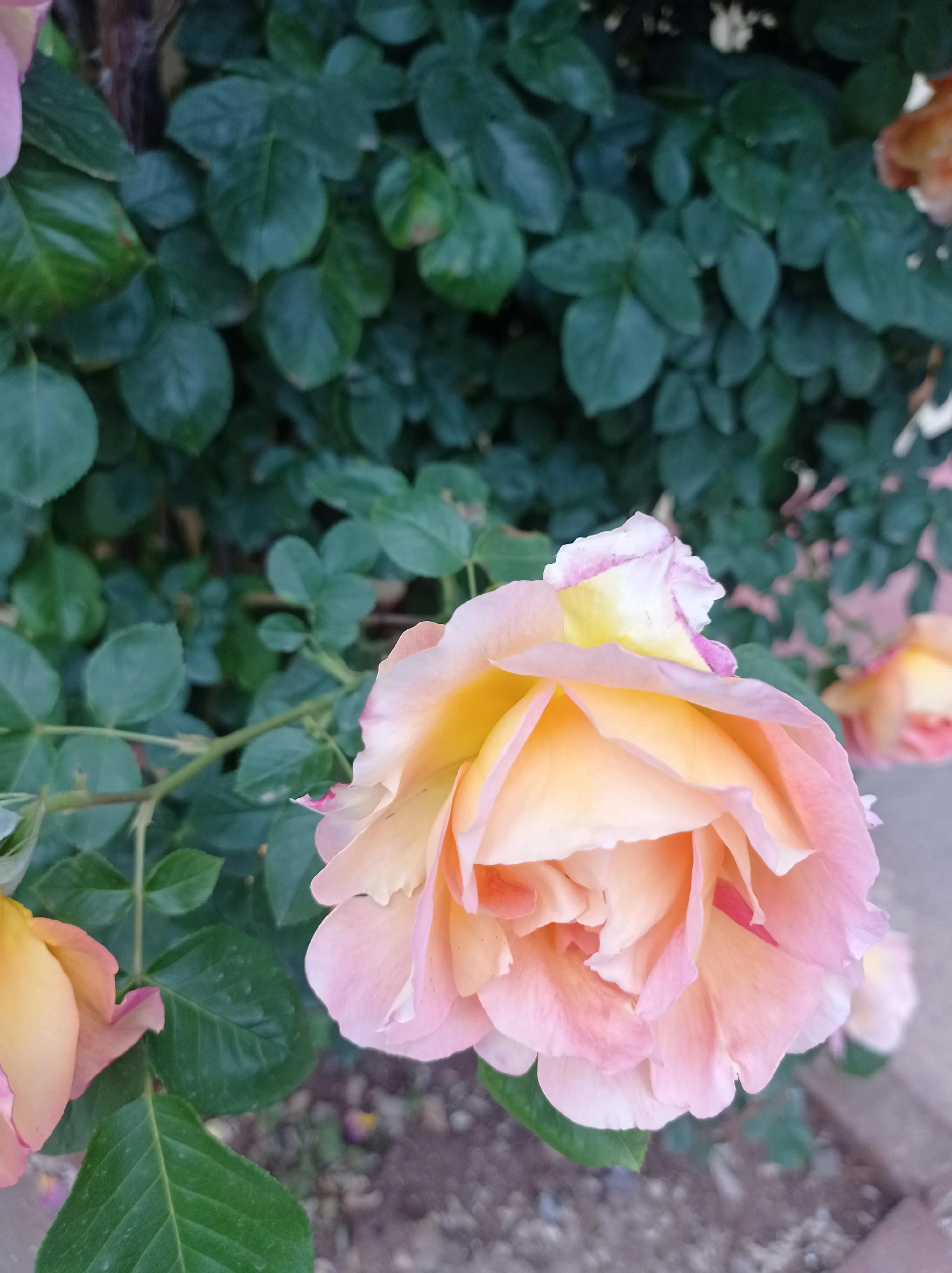 因疫情两年没回家的女孩，与丈夫在日本收破烂，回国后幸福感爆棚