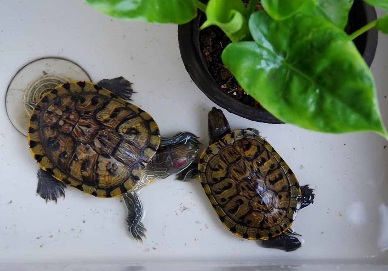 如何养巴西龟养得更久,巴西龟怎么养才能养得好