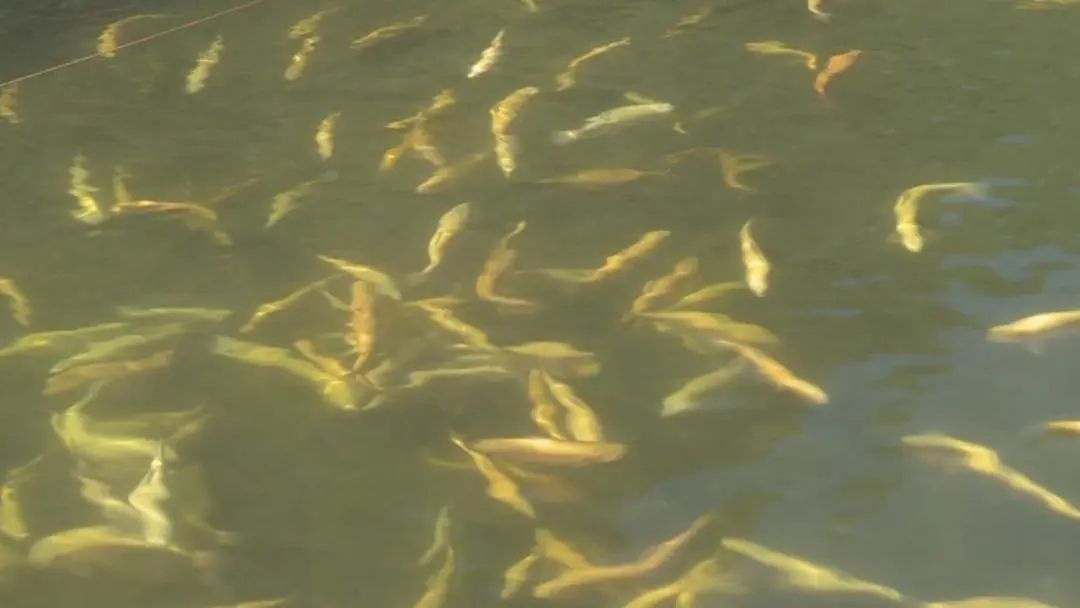 实施冷水渔业振兴,解读乡村振兴养鱼