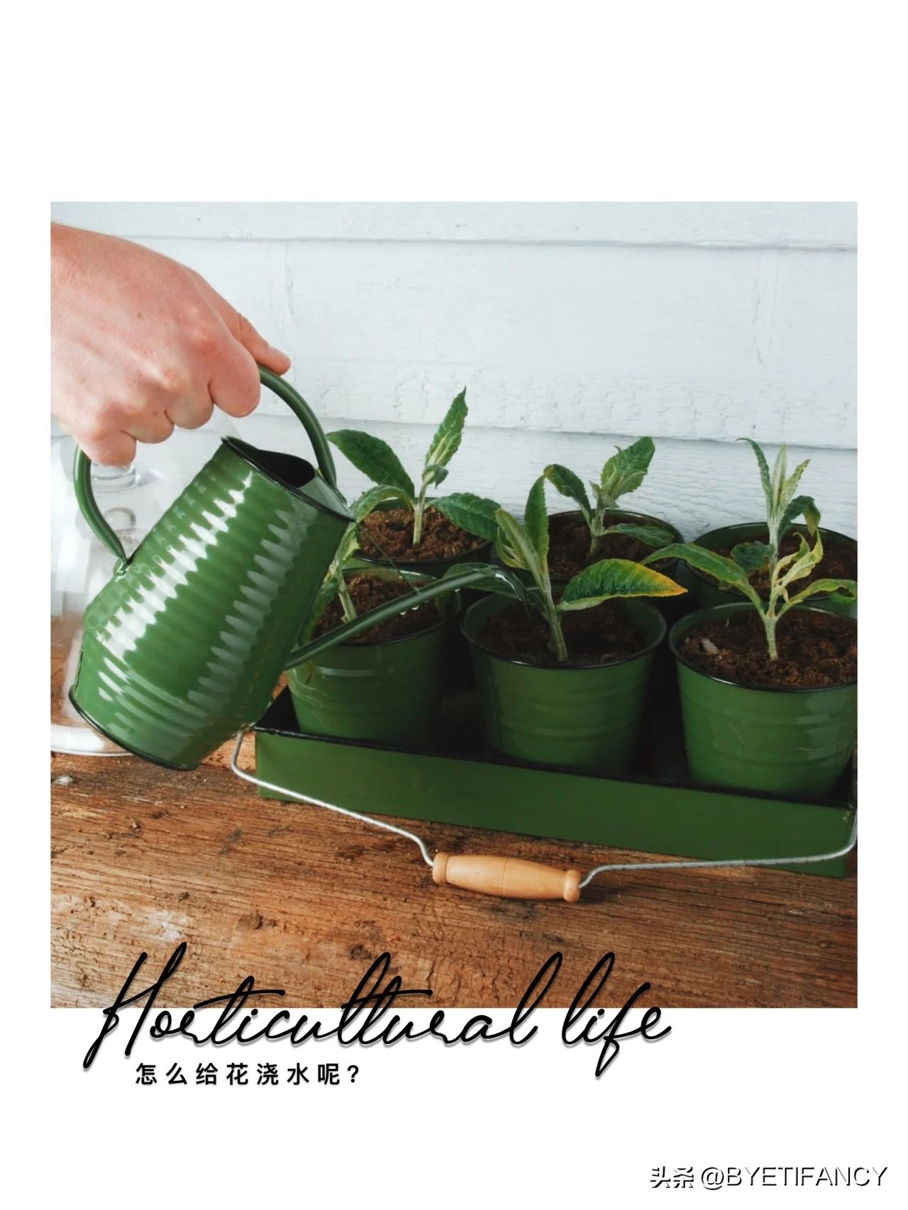 小红给花浇水,冬季怎样给花浇水