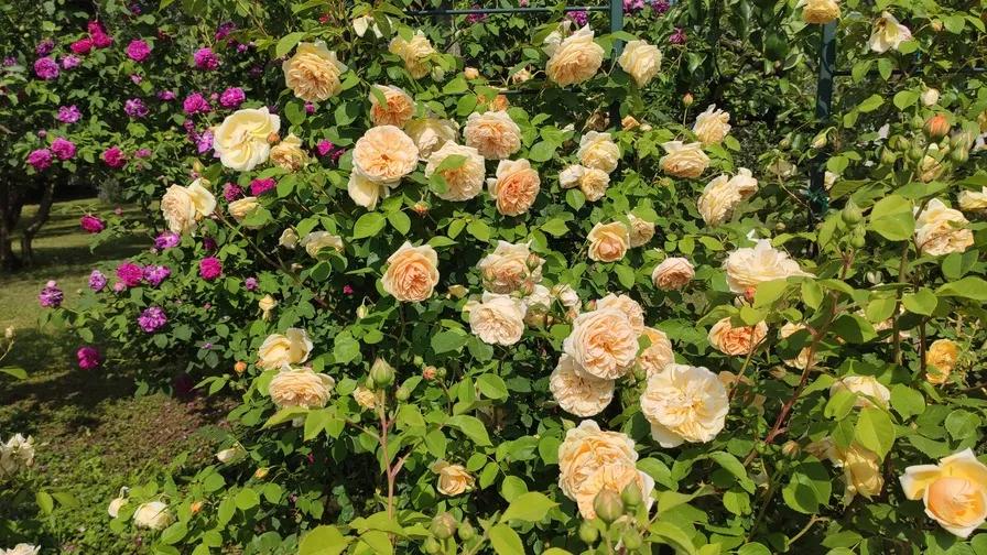 欢笑格鲁吉亚藤本,欢笑格鲁吉亚会变色吗