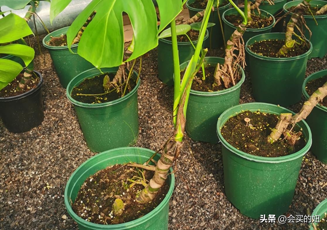 好看又便宜的绿植店铺,什么小绿植好养又适合店铺