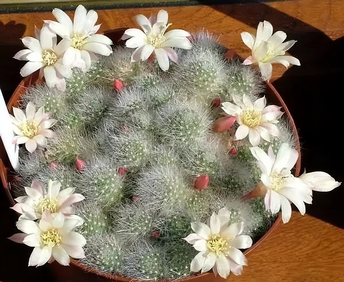 200种·仙人球开花图鉴，大开眼界，美到爆