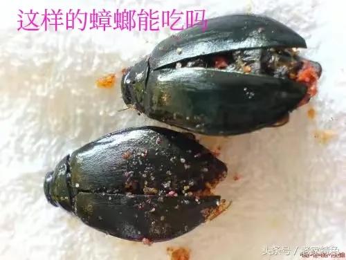 广东人吃蟑螂你们北方人敢吃吗,广州吃蟑螂的人多吗