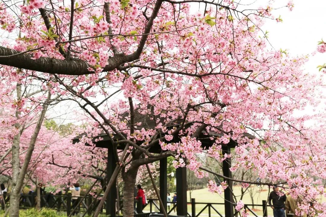 顾村公园踏青赏樱,顾村公园樱花节赏早樱