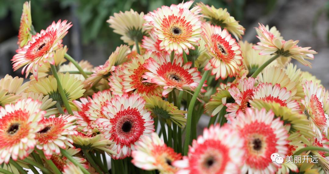 开远花,开远经济发展前景