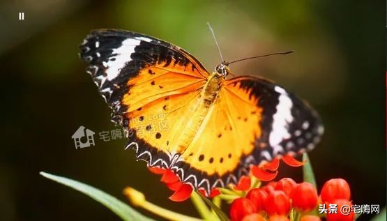 三星samsung55英寸oled测评,三星lsp9t评测