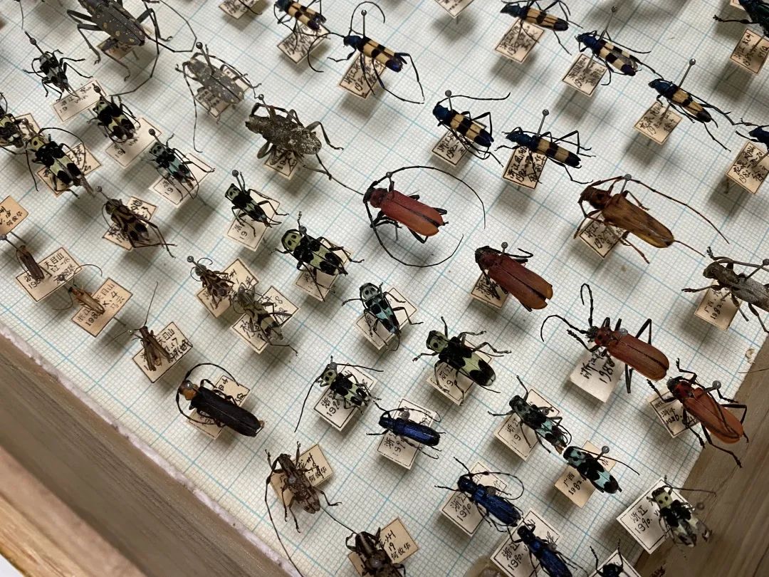 浙大博物馆十大镇馆之宝,浙大考古与艺术博物馆