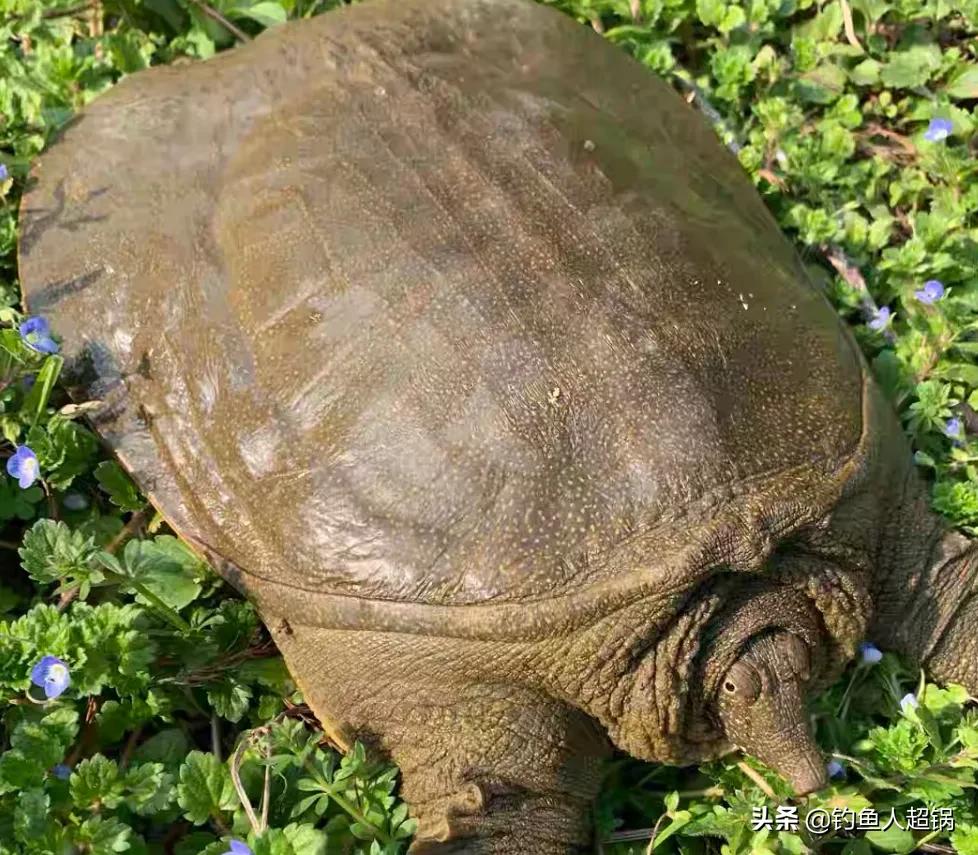 野钓甲鱼用几号钩,鱼钩野钓甲鱼的最佳方法