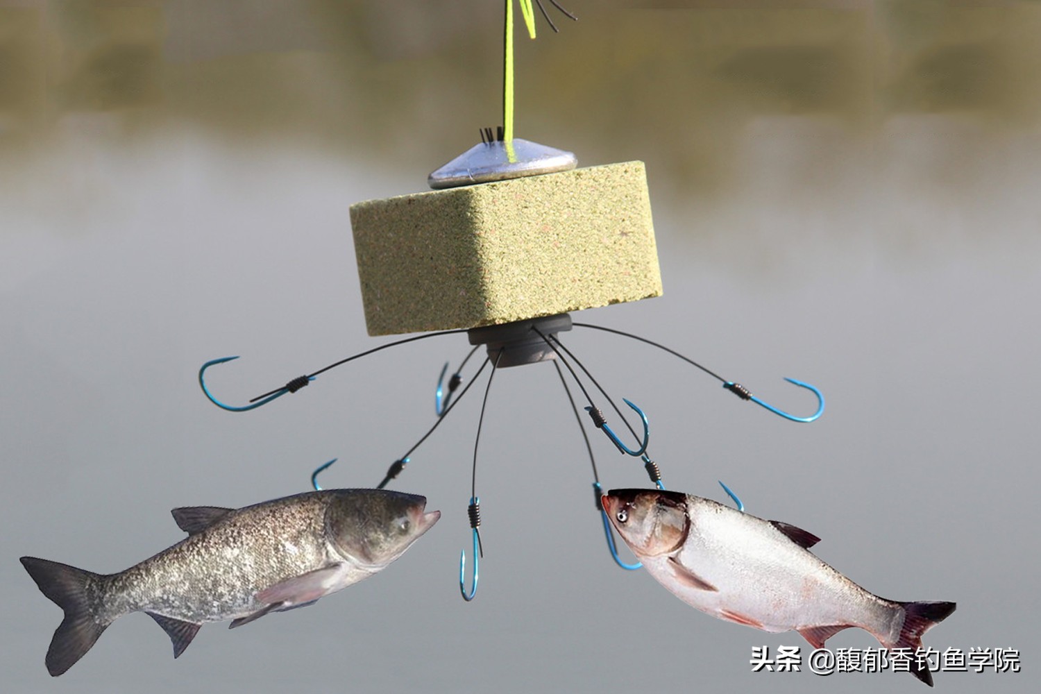 用方块饵钓鲢鳙怎么调漂,用方块饵冬钓鲢鳙方法