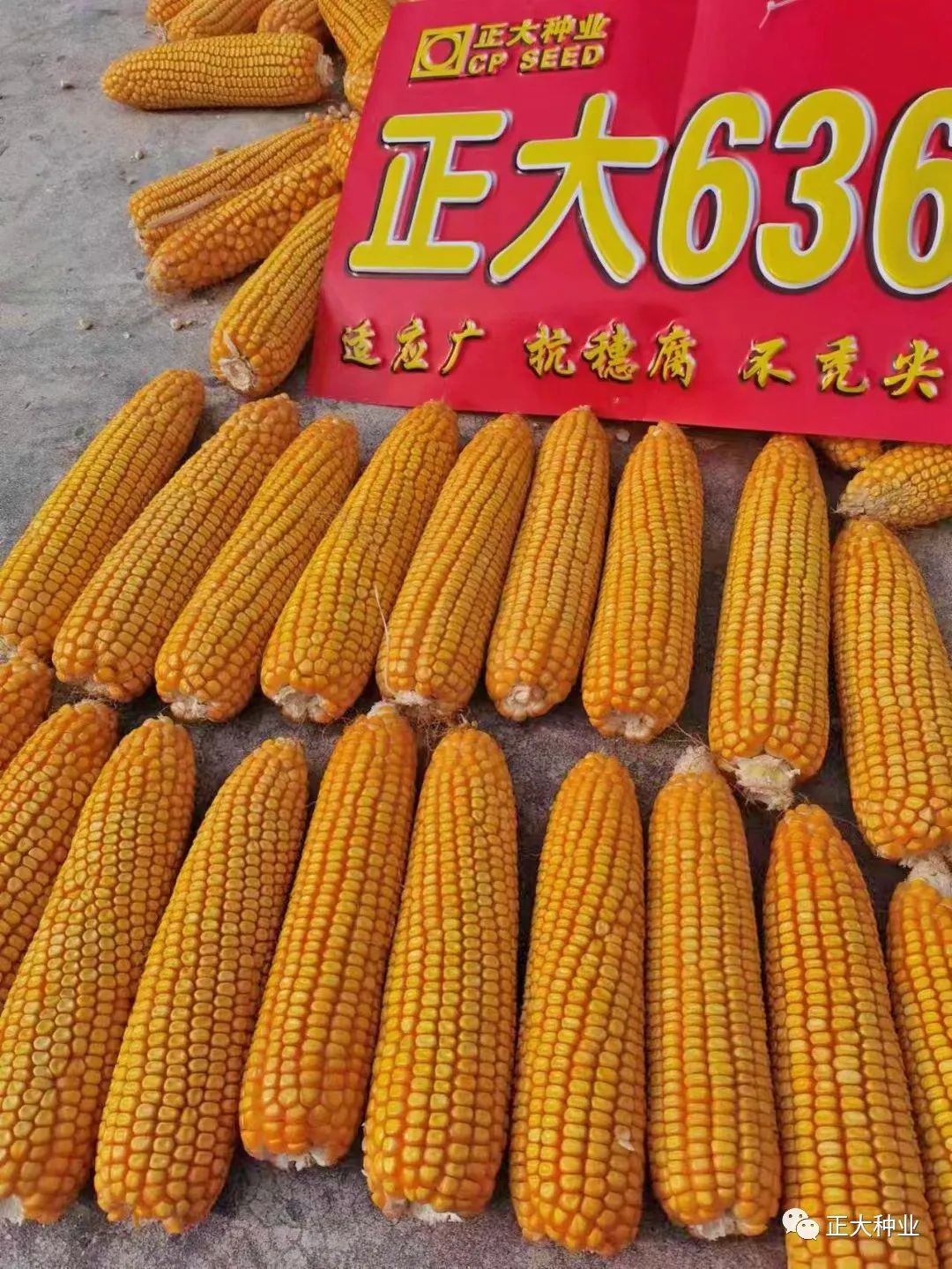 姝eぇ636鑻楁湡闀垮娍,姝eぇ636鏂板搧