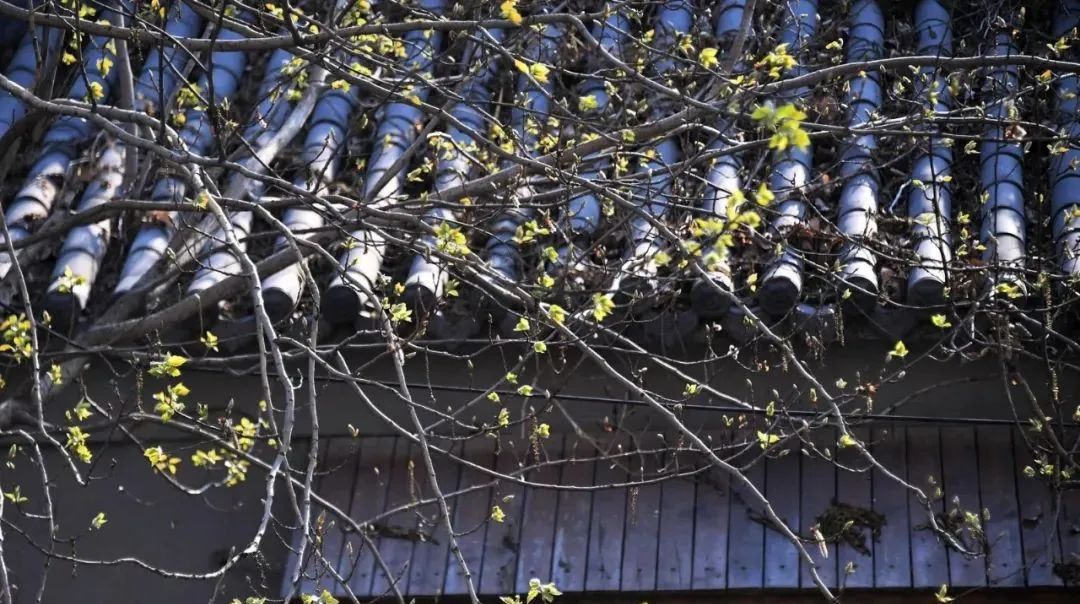 沈阳湿地公园丹顶鹤放飞,沈阳最近郊游最佳地点