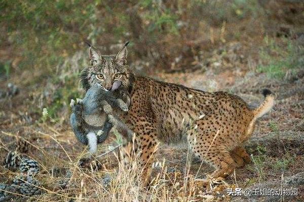 猞猁和雪豹谁厉害,猞猁大战狼群结果不敌狼群被杀死