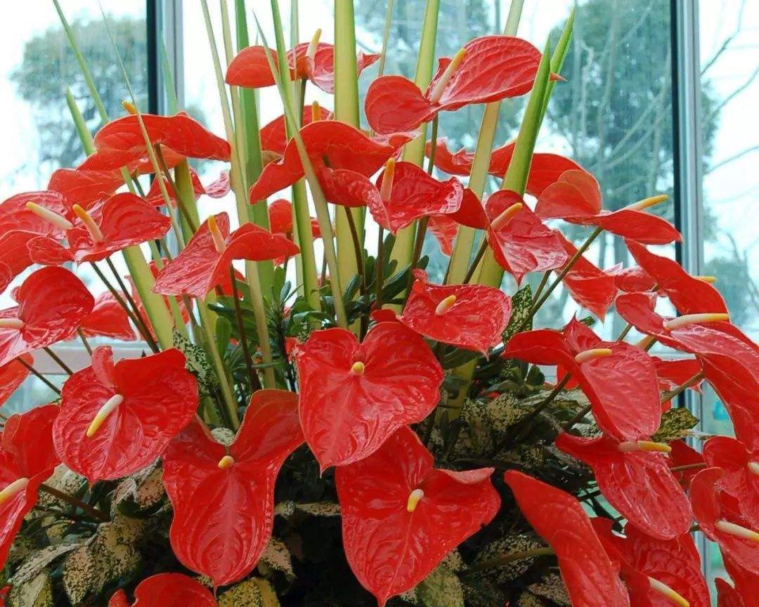 16种喜阴蔬菜,16种适合夏天养的花