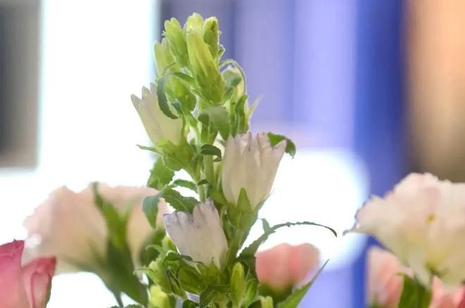 特色青团、时令鲜花...长宁盒马门店上新啦！