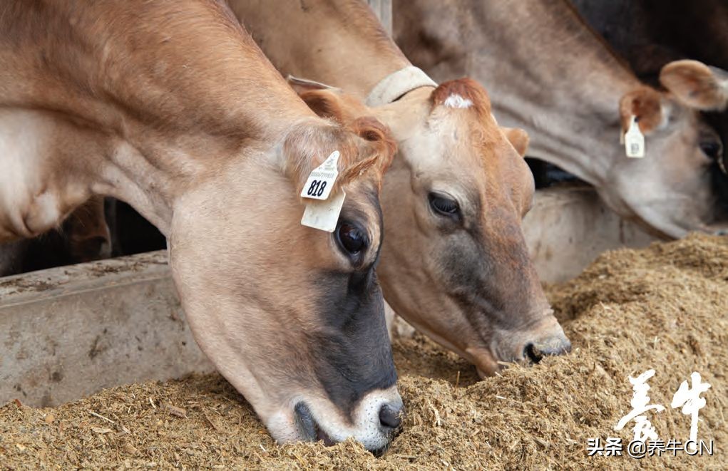 奶牛钙磷缺乏症的防治,血钙水平偏低对奶牛带来的危害