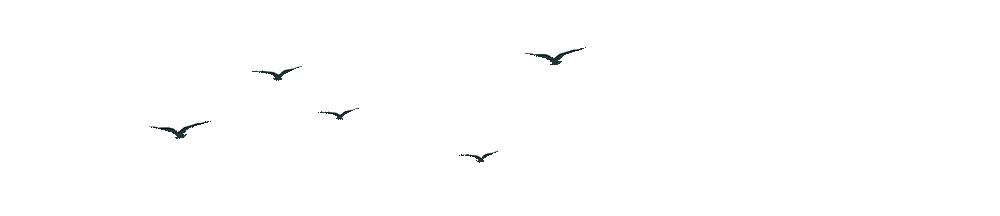 追梦空天凌云志振翅鸿雁赋能时——首都师范大学附属中学育鸿学校