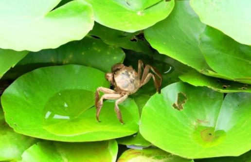 养殖大闸蟹成功案例,致富经养殖大闸蟹