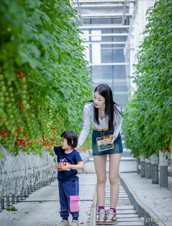 智能温室种菜视频,智能温室种植利润