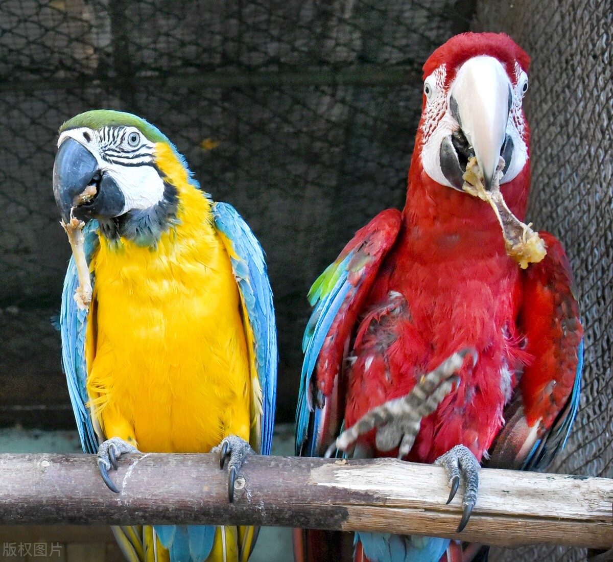 鹦鹉眼睛一睁一闭的是怎么回事,黄桃鹦鹉一睁一闭眼是怎么回事