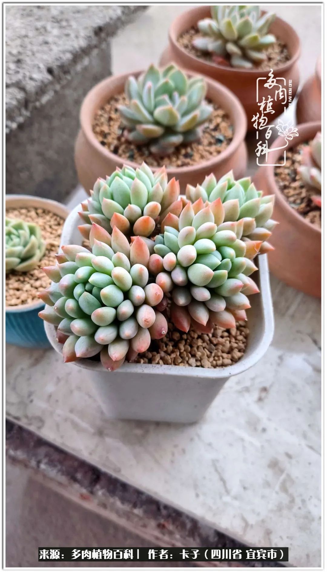 送我一轮明月文案,送我一轮明月